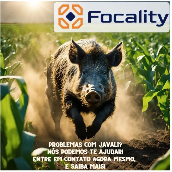 Javali correndo em plantação, com o logo Focality e o texto: Problemas com javali? Nós podemos te ajudar. Entre em contato agora mesmo e saiba mais.